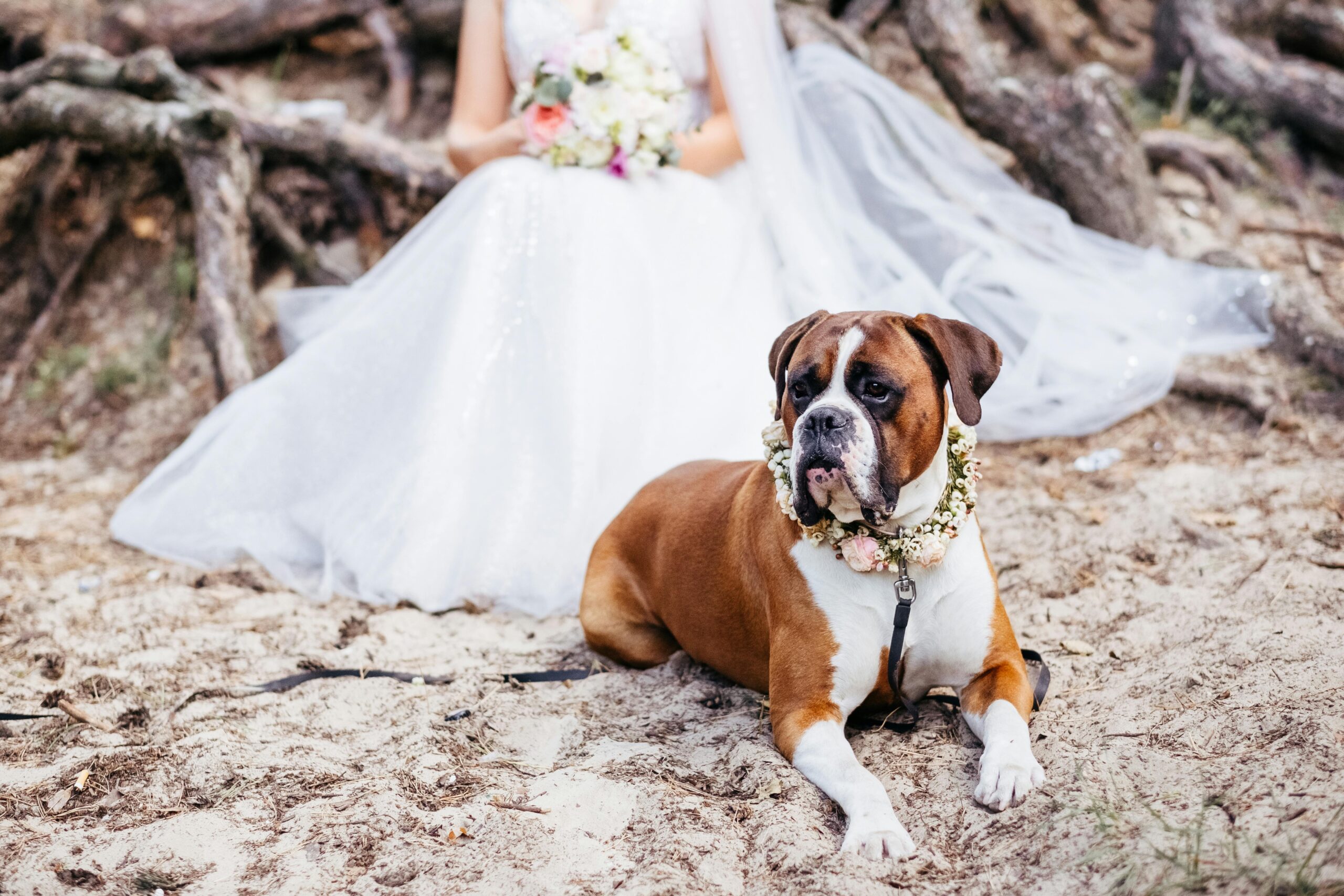 Wedding dogsitting